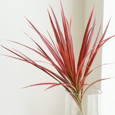 楽天市場】【生花】ドラセナ（赤） 60センチー【OT】[5本] : 花材通販