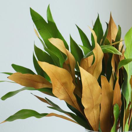 楽天市場】【苗木】 グレビレア（ゴールド） 3.5号 ポット苗 1鉢