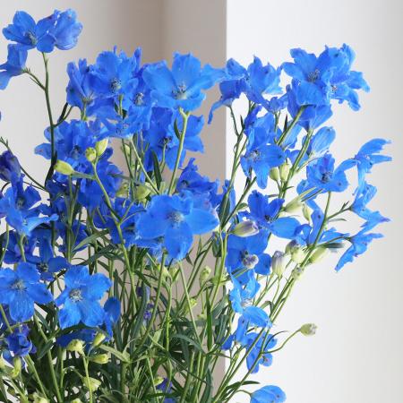 楽天市場 生花 デルフィ グランブルー 青スプレー 50cm程度 Ita 5本 花材通販はなどんやアソシエ