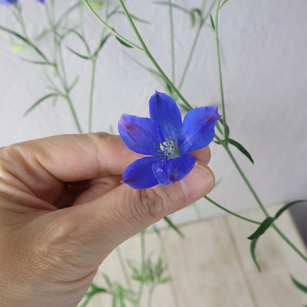 楽天市場 生花 デルフィ グランブルー 青スプレー 50cm程度 Ita 5本 花材通販はなどんやアソシエ