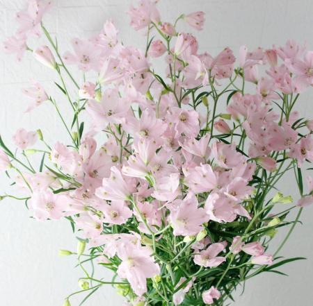 楽天市場 生花 デルフィニューム ピンク 50cm程度 スプレー 入荷少 5本 花材通販はなどんやアソシエ