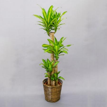 生け花 直送 観葉植物 幸いの天然木 ドラセナ マッサンギアナ 10号数器 お行方により貨物輸送加え算あり 届時代特定化 条件10日前っ面 Ag 1鉢 届日限定 予約8日前 Marchesoni Com Br