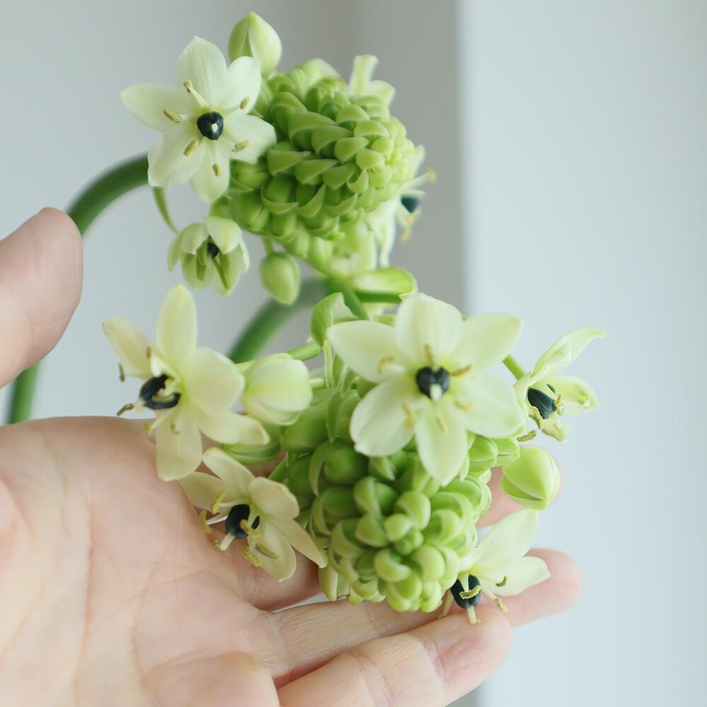 楽天市場 生花 オーニソガラム サンデルシー 白 商品説明をお読みください Ot 5本 花材通販はなどんやアソシエ