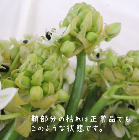 楽天市場 生花 オーニソガラム サンデルシー 白 商品説明をお読みください Ot 5本 花材通販はなどんやアソシエ