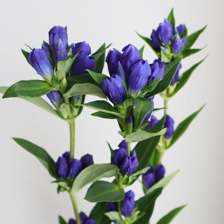 リンドウ 紫 60cm 5本 リンドウ 紫 60cm 5本