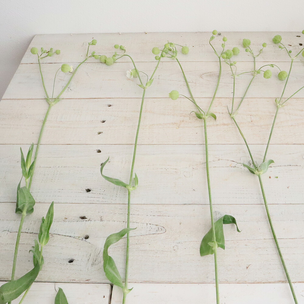 楽天市場 生花 シレネ グリーンベル 5本 花材通販はなどんやアソシエ