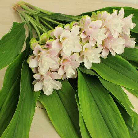 楽天市場 生花 糸島クルクマ プーディンプリンセス 白 淡桃 中小輪系 40cm程度 Fj 5本 届日限定 8 21以降 花材通販はなどんやアソシエ