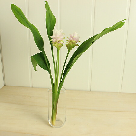 楽天市場 生花 糸島クルクマ プーディンプリンセス 白 淡桃 中小輪系 40cm程度 Fj 5本 届日限定 8 21以降 花材通販はなどんやアソシエ