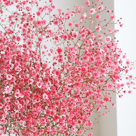 楽天市場 生花 染めカスミ草 恋紅 赤 国産 60cm 早締切 75 10本 届日限定 予約7日前 花材通販はなどんやアソシエ