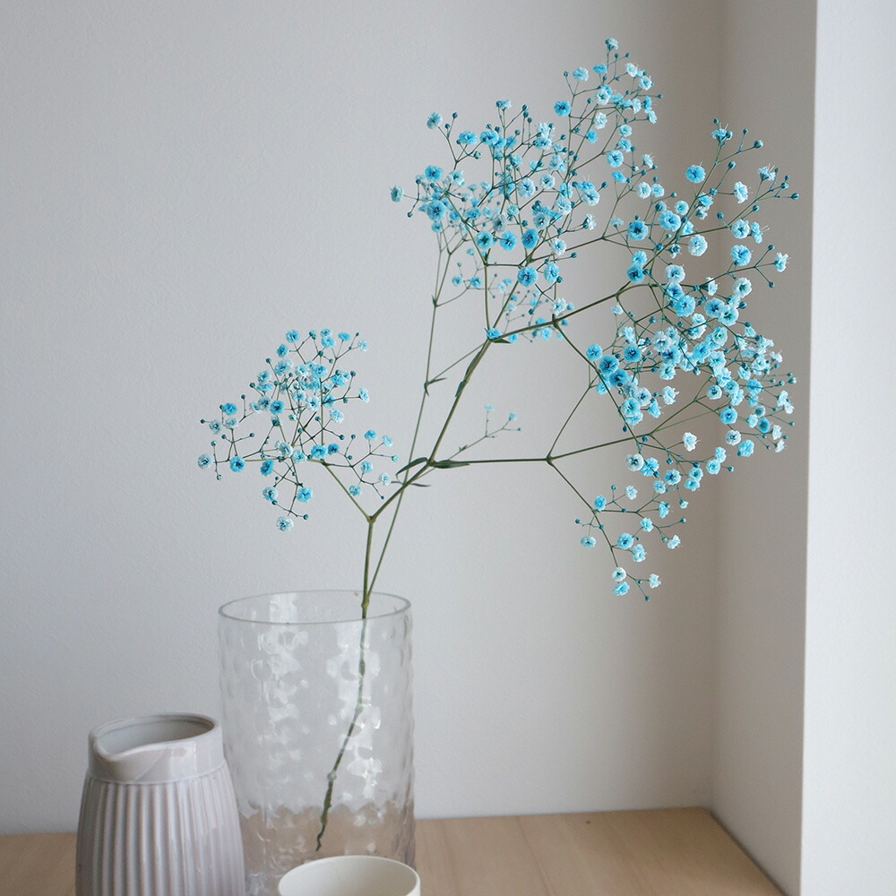 楽天市場 生花 染めカスミ草 空 水色 国産 60cm 早締切 75 10本 届日限定 予約7日前 花材通販はなどんやアソシエ