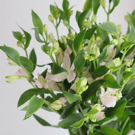 楽天市場 生花 アルストロメリア パール 白グリーン 小輪系 約60cm Ot 5本 花材通販はなどんやアソシエ