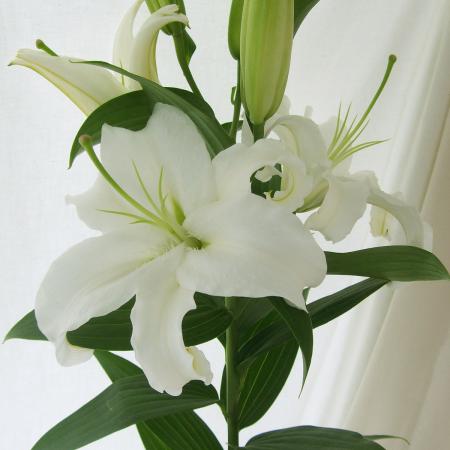 楽天市場 生花 オリエンタルユリ シベリア 白 5本 花材通販はなどんやアソシエ