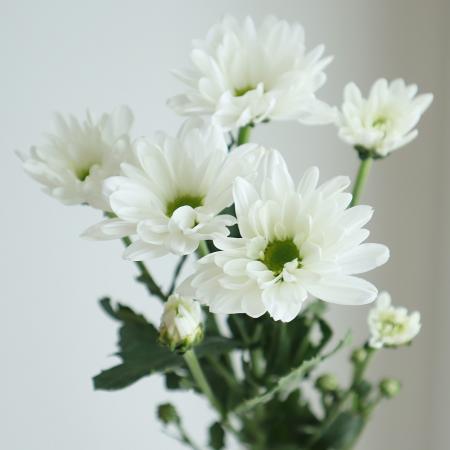楽天市場】【生花】小菊〔白〕 【OR-5】[5本] : 花材通販はなど
