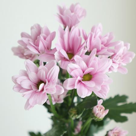 楽天市場 生花 Spマム ピンク 5本 花材通販はなどんやアソシエ