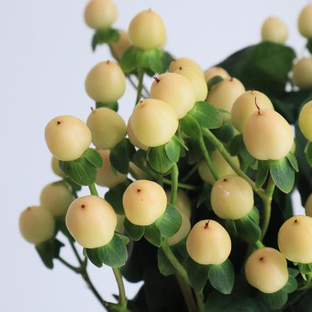 楽天市場】2026年開花花鉢 ヒペリカム テラコッタ鉢入り 5月～7月開花