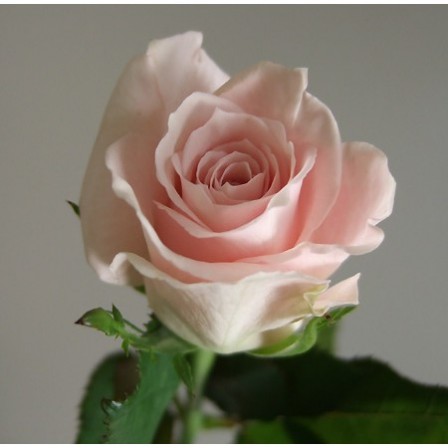 楽天市場 生花 バラ エスタ ピンク 小ぶり品種 5本 花材通販はなどんやアソシエ