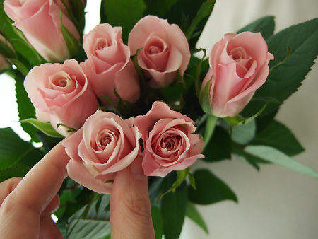 楽天市場 生花 バラ エスタ ピンク 小ぶり品種 5本 花材通販はなどんやアソシエ