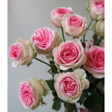 楽天市場 つるミミエデン 大苗予約 7号鉢植え つるバラ バラ苗 大神ファーム