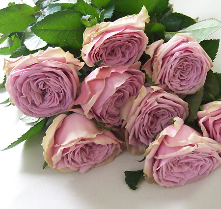 楽天市場 生花 バラ ブルーミルフィーユ ピンク紫 5本 花材通販はなどんやアソシエ