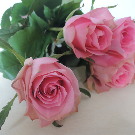 楽天市場 生花 バラ ブロッサムピンク 5本 届日限定 8 21以降 花材通販はなどんやアソシエ