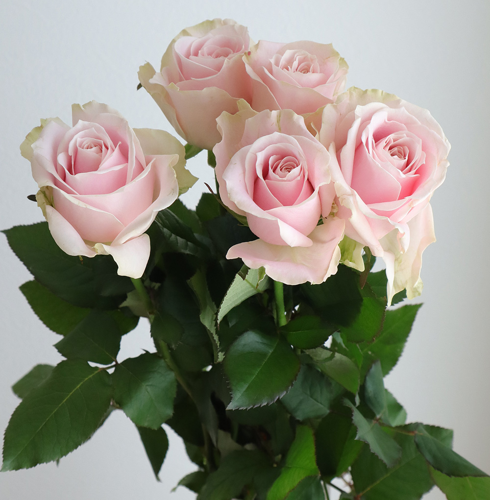楽天市場 生花 バラ スイートアバランシェ 淡いピンク 5本 花材通販はなどんやアソシエ