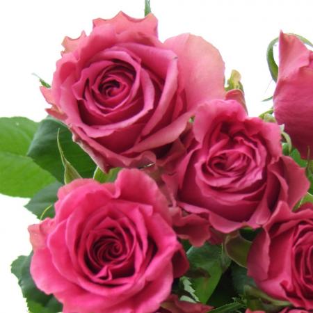 楽天市場 生花 バラおまかせ 濃いピンク 5本 花材通販はなどんやアソシエ