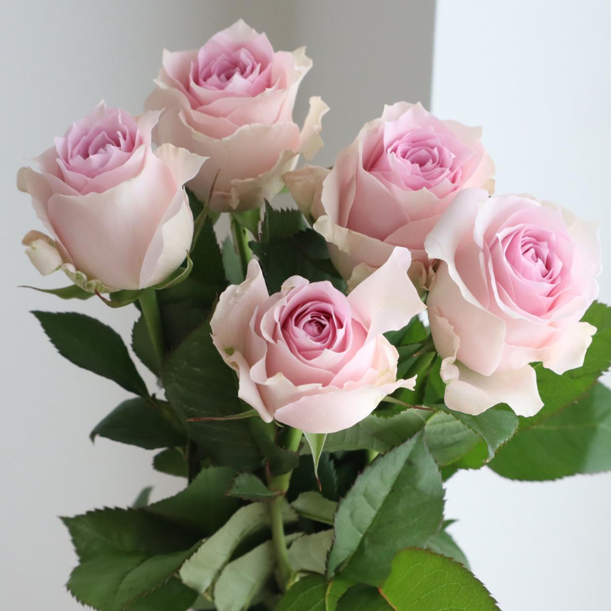 楽天市場 生花 バラ リメンブランス 淡いピンク 5本 花材通販はなどんやアソシエ