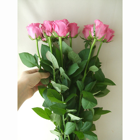 楽天市場 生花 バラ オール4ラブ 濃い目パープルピンク 5本 花材通販はなどんやアソシエ