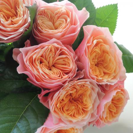 楽天市場 生花 バラ コーラルハート ピンキーオレンジカップ咲き 5本 花材通販はなどんやアソシエ