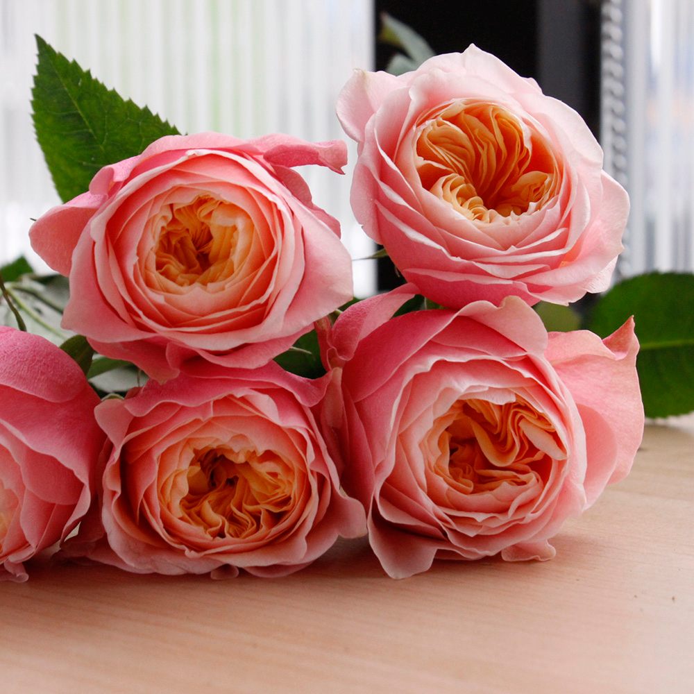 楽天市場 生花 バラ コーラルハート ピンキーオレンジカップ咲き 5本 花材通販はなどんやアソシエ