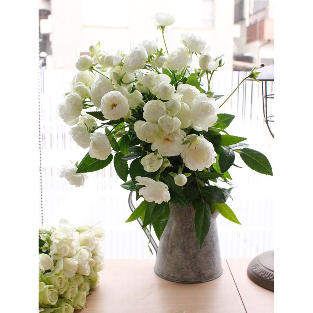 楽天市場 生花 Spバラ スプレーウィット オールド咲白 40センチ 5本 花材通販はなどんやアソシエ