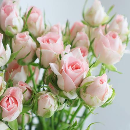 楽天市場 生花 Spバラ ブリトーニ 5本 花材通販はなどんやアソシエ