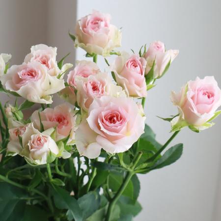 楽天市場 生花 Spバラ ファンシーローラ 淡いピンク 5本 花材通販はなどんやアソシエ