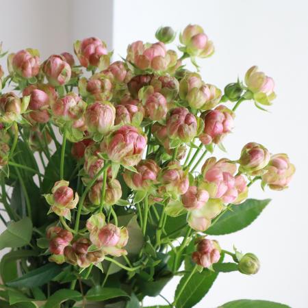 楽天市場 生花 Spバラ ラディッシュ グリーン サーモン複色 40cm 5本 花材通販はなどんやアソシエ