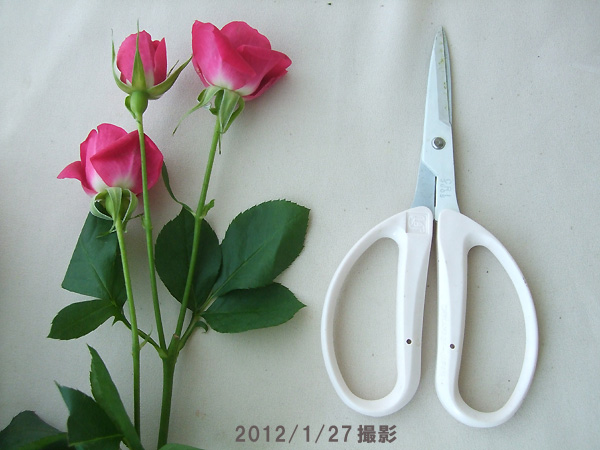 楽天市場 生花 Spバラ アリシア 濃いピンク 5本 花材通販はなどんやアソシエ