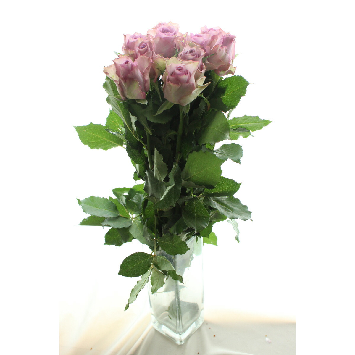 楽天市場 生花 ケニアローズ うす紫 60cm ナイチンゲールなど Fj 5本 届日限定 7 24以降 花材通販はなどんやアソシエ