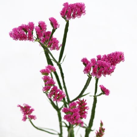 楽天市場 生花 スターチス ピンク 濃淡おまかせ Ita 5本 花材通販はなどんやアソシエ