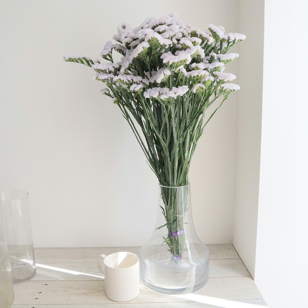 楽天市場 生花 スターチス シースルーホワイト 極淡い紫 Ita 26 5本 届日限定 予約7日前 花材通販はなどんやアソシエ