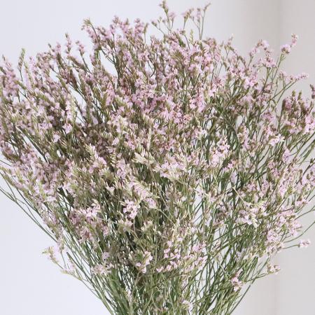 楽天市場 生花 コロンビア産hbチース ピンク 5本 花材通販はなどんやアソシエ