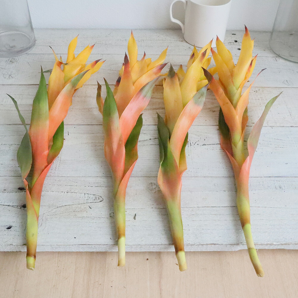 新品 生花 グズマニア 黄 Otan Otcl 木金届けなし 25本 100 本物保証 Sicemingenieros Com