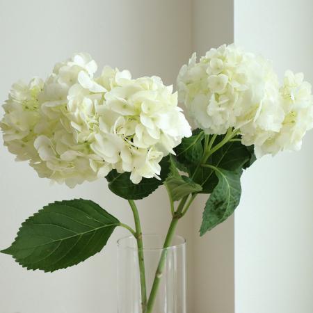 楽天市場 生花 輸入アジサイ 白 2本 花材通販はなどんやアソシエ