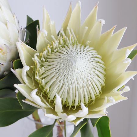楽天市場 生花 キングプロテア アークティックアイス 白 50cm 南アフリカ産 Or 1本 届日限定 6 17以降 届日限定 6 17 6 23 花材通販はなどんやアソシエ