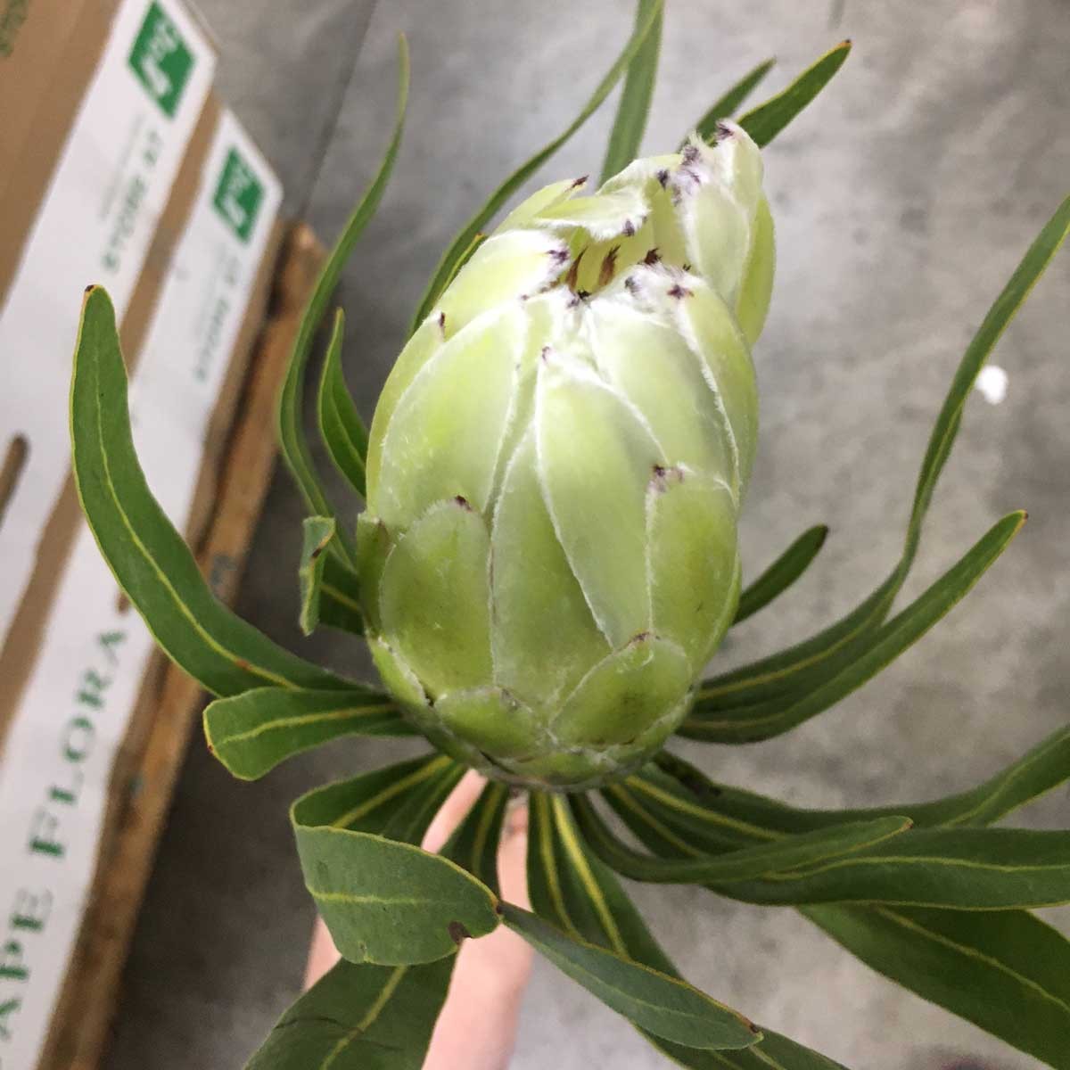 生花 プロテア ホワイトプライド 60cm 南アフリカ産 Or 10本 届日限定 6 17以降 届日限定 6 17 6 23 septicin Com