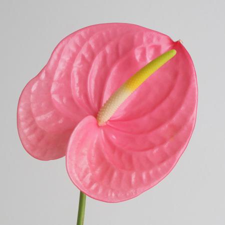 サトウアサミ　ピンクの花 Amazon.co.jp: スカビオサ ピンク アトロパープレア 花の種