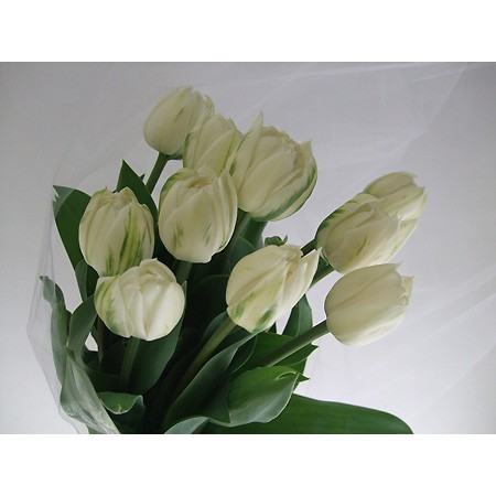 楽天市場 生花 チューリップ 八重白 ノースキャップなど Ot 5本 花材通販はなどんやアソシエ