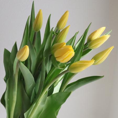 楽天市場 生花 チューリップ 黄色 一重咲き ストロングgなど Ot 5本 花材通販はなどんやアソシエ