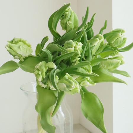 楽天市場 生花 チューリップ スーパーパロット パロット咲き白 Ot 5本 花材通販はなどんやアソシエ