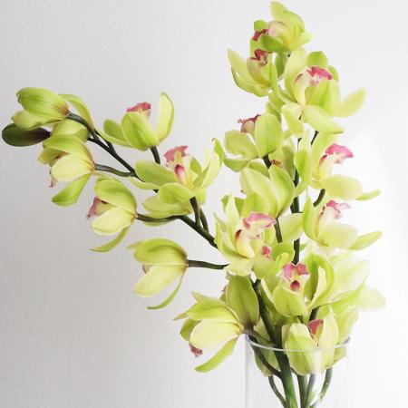 シンビジュウム 様 楽天市場】【花なし株】 シンビジューム フロリバンダム 'ジツゲツ