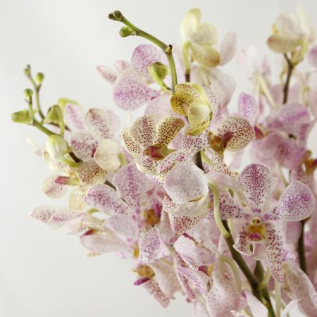 楽天市場 生花 モカラ クリスティンホワイト 白 ピンクドット 5本 花材通販はなどんやアソシエ
