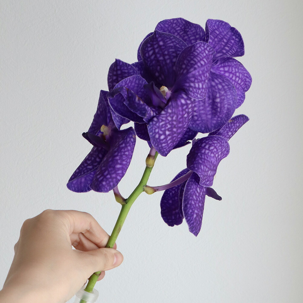 楽天市場 生花 バンダ ブルー系おまかせ 4 5輪 5本 花材通販はなどんやアソシエ